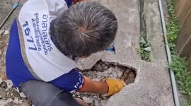 Python gets stuck in pipe while trying to swallow a monitor lizard