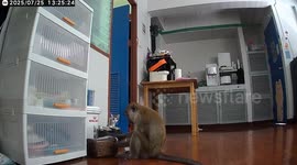 Wild monkey caught on CCTV stealing cat's dinner then chasing it out of home