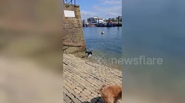 'Eco dog' loves picking up litter including ocean plastic