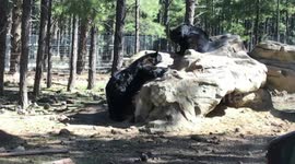 Brutal Showdown: Two Giant Bears Clash for Supremacy on Rocky Peak