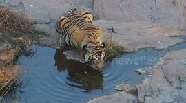 tiger drinking water at ranthambore tiger reserve, best palace to see wildlife with us.