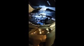 Driver rescues kitten heard crying inside her car engine