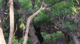 Ranthambore's Black Bear: Witness Amazing Climbing Skills || this video captured by naturalist hemraj meena..