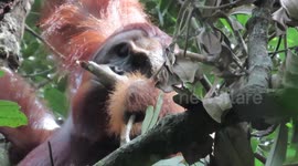Orangutans adjust diet according to the season, researchers find