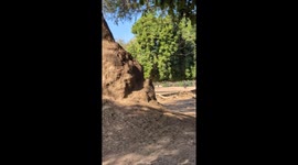 Stunning moment massive elephant reaches right over tourists to rip branch from overhead
