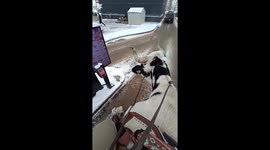 Drive moo: woman takes one ton cow through drive thru for sweet treat