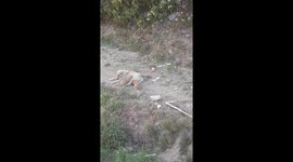 Mama Dog's Epic Patience: See How She Handles Mischievous Puppies!