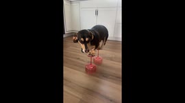 Weenie on a Tini