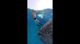 Frantic snorkeller swims away as whale shark tries to swallow her
