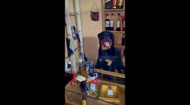 Rottweiler Sitting Like a Mafia Boss