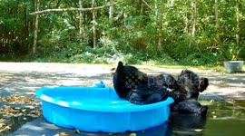 Relaxed Bear Gives Herself a Good Scratching
