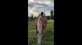 Pomeranian Dog Sits on Top of a Horse