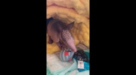Willie Nelson the Baby Armadillo