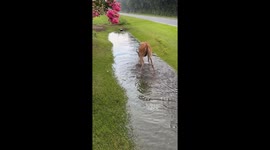 Deer Plays in Puddle After Rain