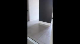 Dog Protect Home from Deliveries