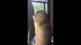 Loraine the Prairie Dog Loves Her Back Scratches