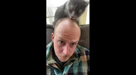 Grey Cat Grooms Reclining Man