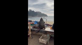 Blind Sea Lion Charms Local Fishers