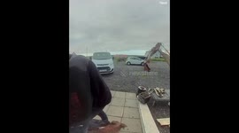 Dog Pulls Grandpa Into Flower Pots