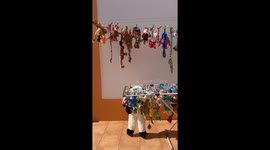 Trying to Wash My Dog's Toys Without Him Noticing