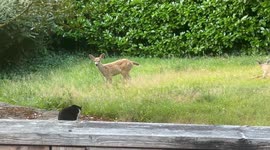 Tuxedo Cat Welcomes Guests to His Yard
