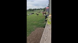 Camel Plays With Dog Kennel, Gets Head Stuck