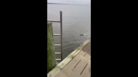 Stingray Gives Birth While Caught in Net