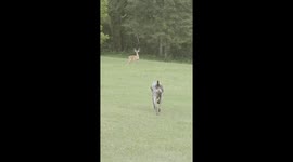 Red Light Green Light Dog and Deer Edition