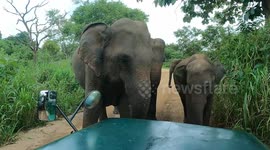 Breathtaking Elephant Encounter at Habarana Eco Park, Sri Lanka