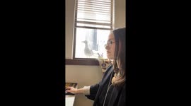 Noisy seagull demands attention in Seattle, Washington State