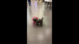 Dog joyfully plays with red balloon in Catbalogan, Philippines