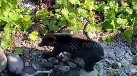 Wild bear spotted near river in Shari-chō, Hokkaido