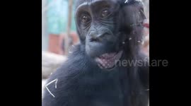 Adorable Gaia - playful bits of a one-year-old gorilla stuck with her mouth on the glass