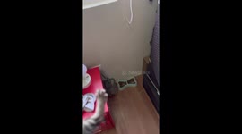 Resident uses kitten to call mother cat back home