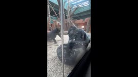 Silverback gorilla attacks youngster and troop instantly fights back at Prague zoo