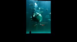 Adorable Moment: Aquarium Staff Dances With Turtle While Feeding