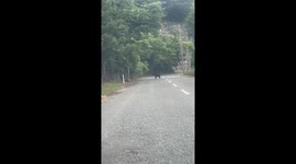 Japan: Bear Sightings Surge Across Country, Fatalities Reported