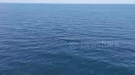Rare fin whales stun divers in English Channel