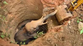 Wild elephant trapped inside residential well, rescued following relentless effort