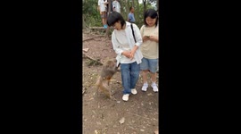 Monkey rummages through tourist's pockets for snacks