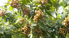 China: Longan harvest in full swing in south China’s Guangdong
