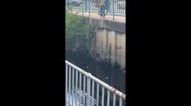 Passerby lowers bucket into canal in an attempt to rescue stranded cat