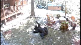 Hilarious bear spotted chilling on back in family’s garden