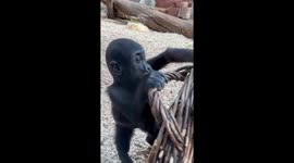two cute gorilla sisters Mobi and Gaia are playing with a wicker basket