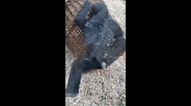 Jungle Gym Fun: Mobi and Gaia the Gorilla Sisters in Action!