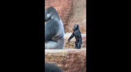 Little gorilla Mobi is discovering how big and strong her father silverback Kisumu is