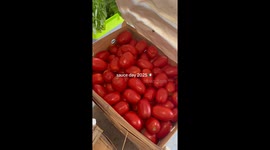 Stirring up tradition: Satisfying tomato sauce video goes viral