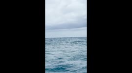 Tourists sailing spot pod of dolphins swimming nearby