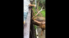 Park visitors try to help deer with wire tangled around its horns