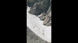 Chamois Play Freely In Mountainous Snow